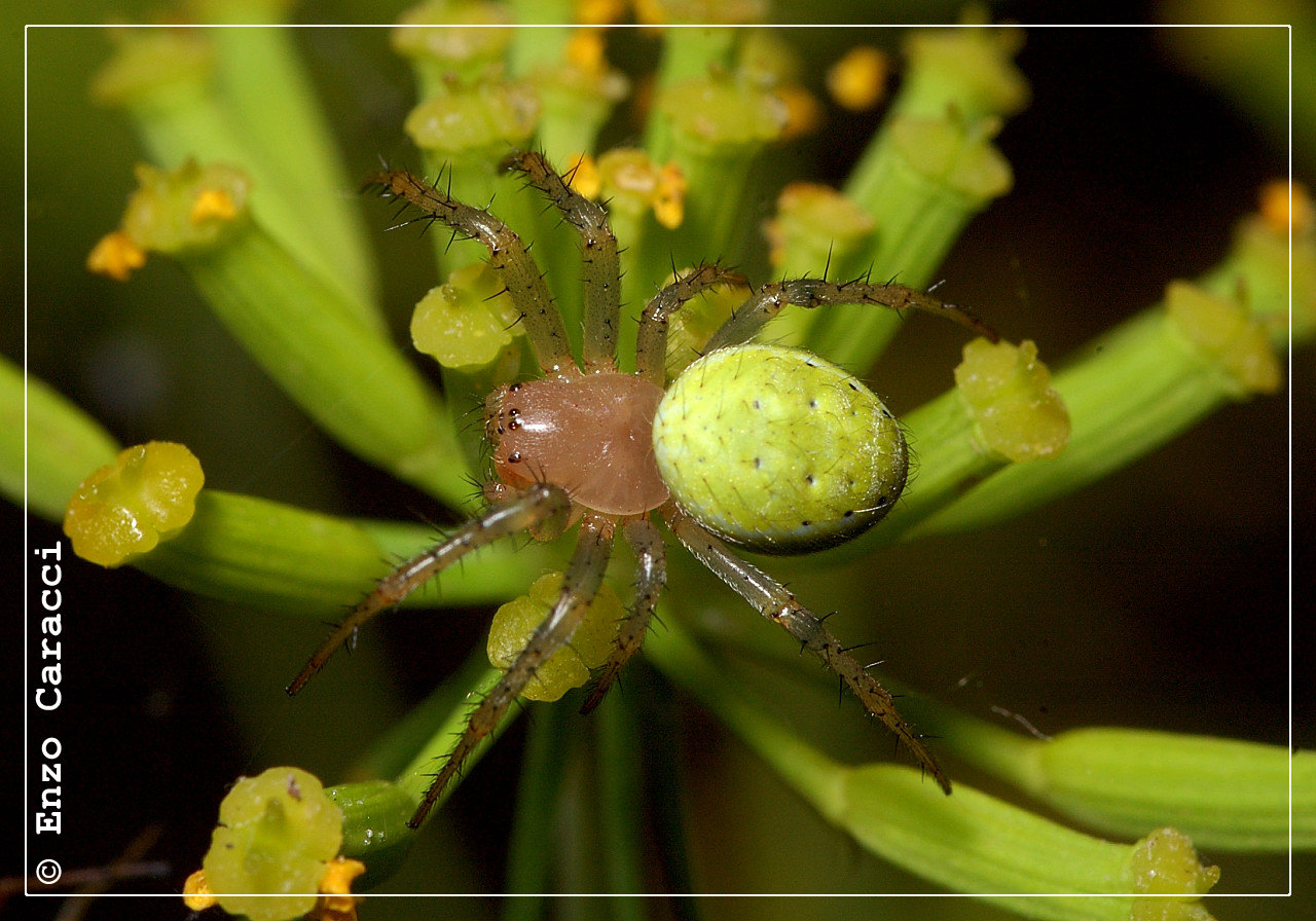 Araniella sp.