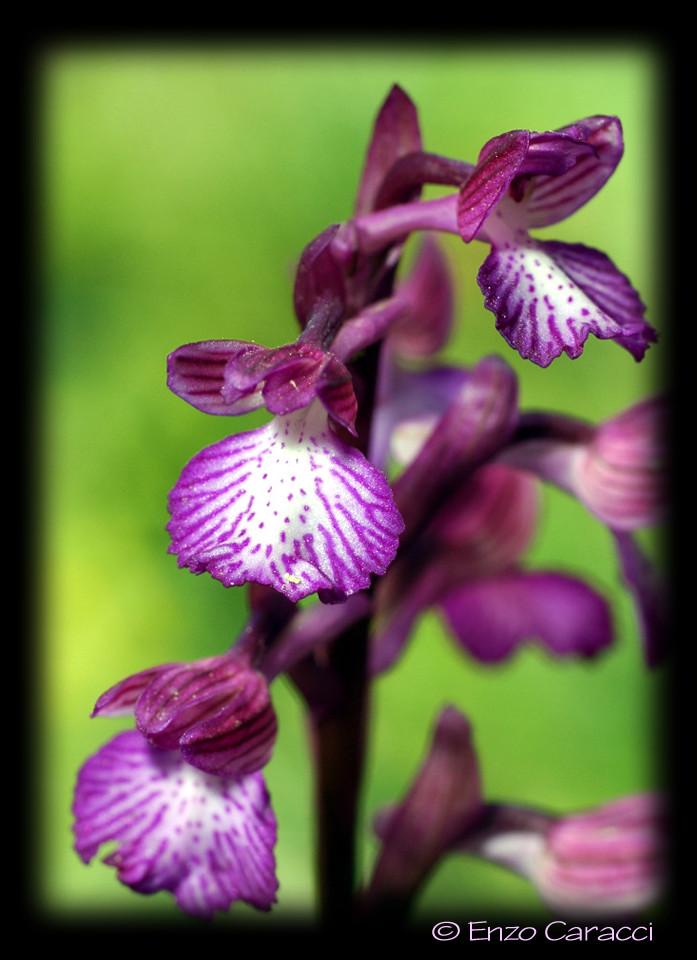 Orchidee dal bosco della Ficuzza (Pa)