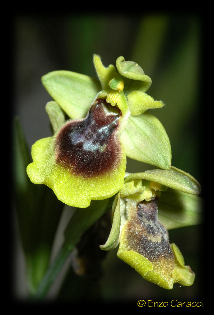 Ophrys archimedea