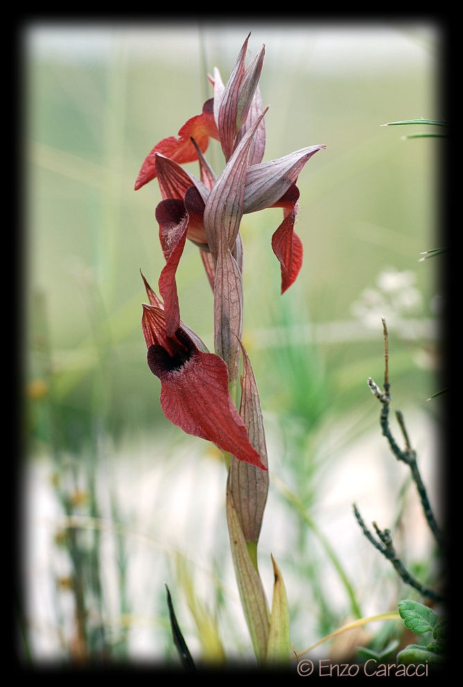 Serapias cordigera ... con dubbio