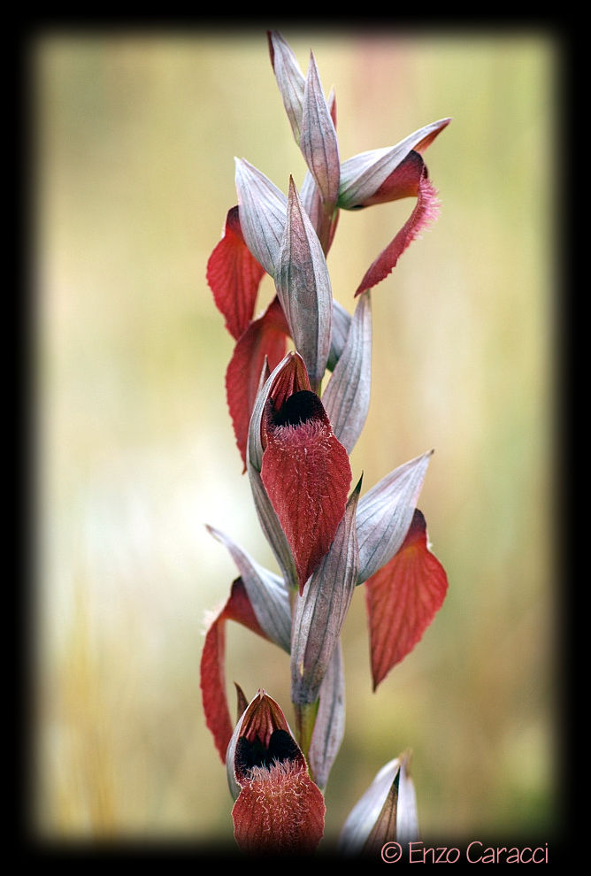 Serapias cordigera ... con dubbio