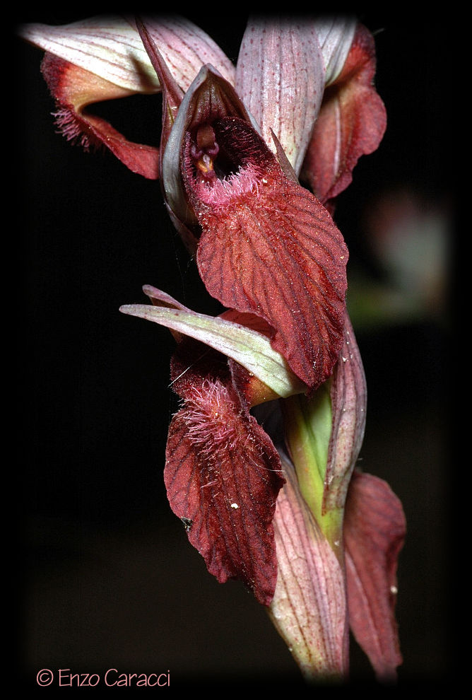 Serapias cordigera ... con dubbio