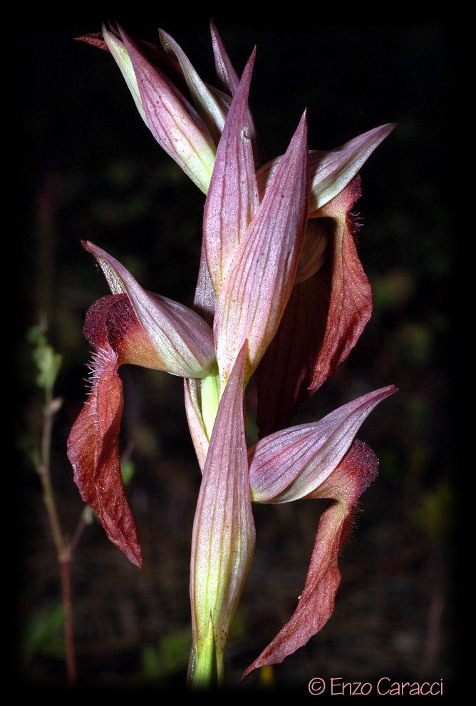 Serapias cordigera ... con dubbio