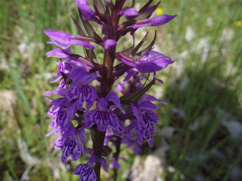 Dactylorhiza maculata