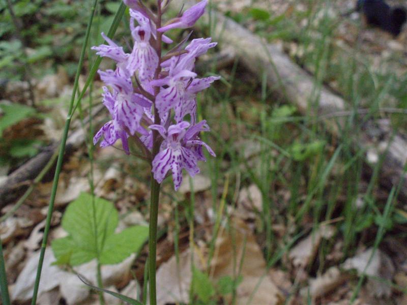 Dactylorhiza maculata