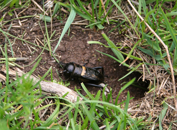 Gryllus campestris