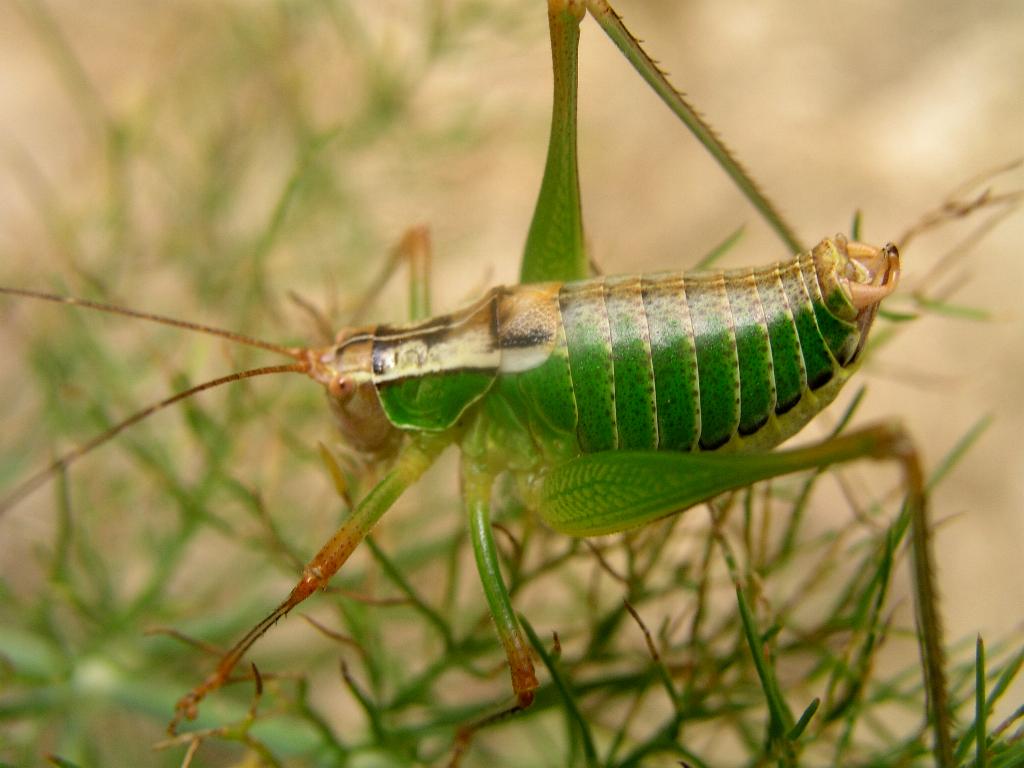 Metaplastes sp. (Phaneropteridae)