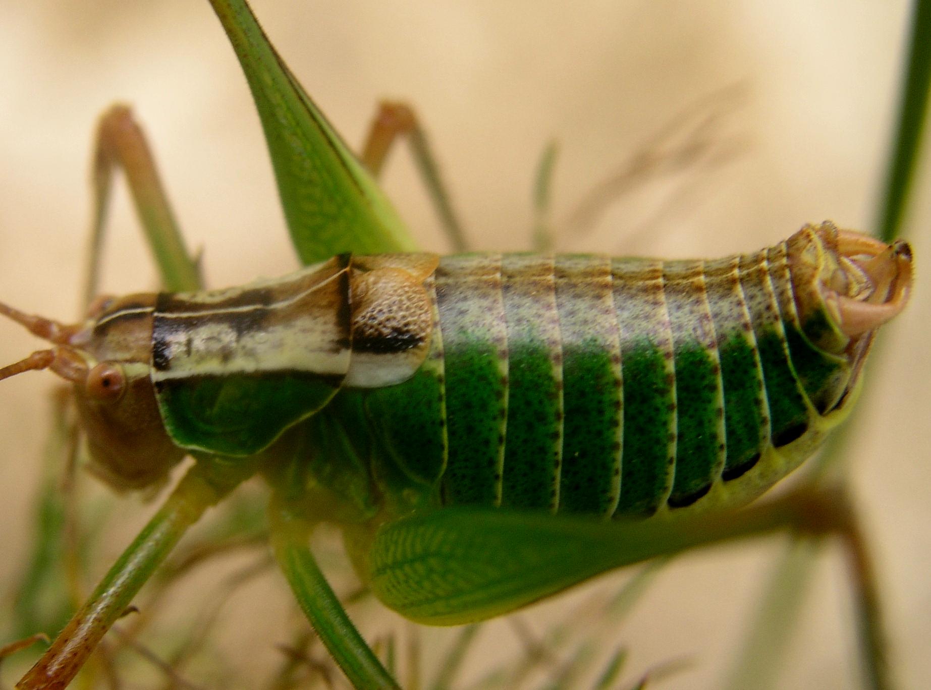 Metaplastes sp. (Phaneropteridae)