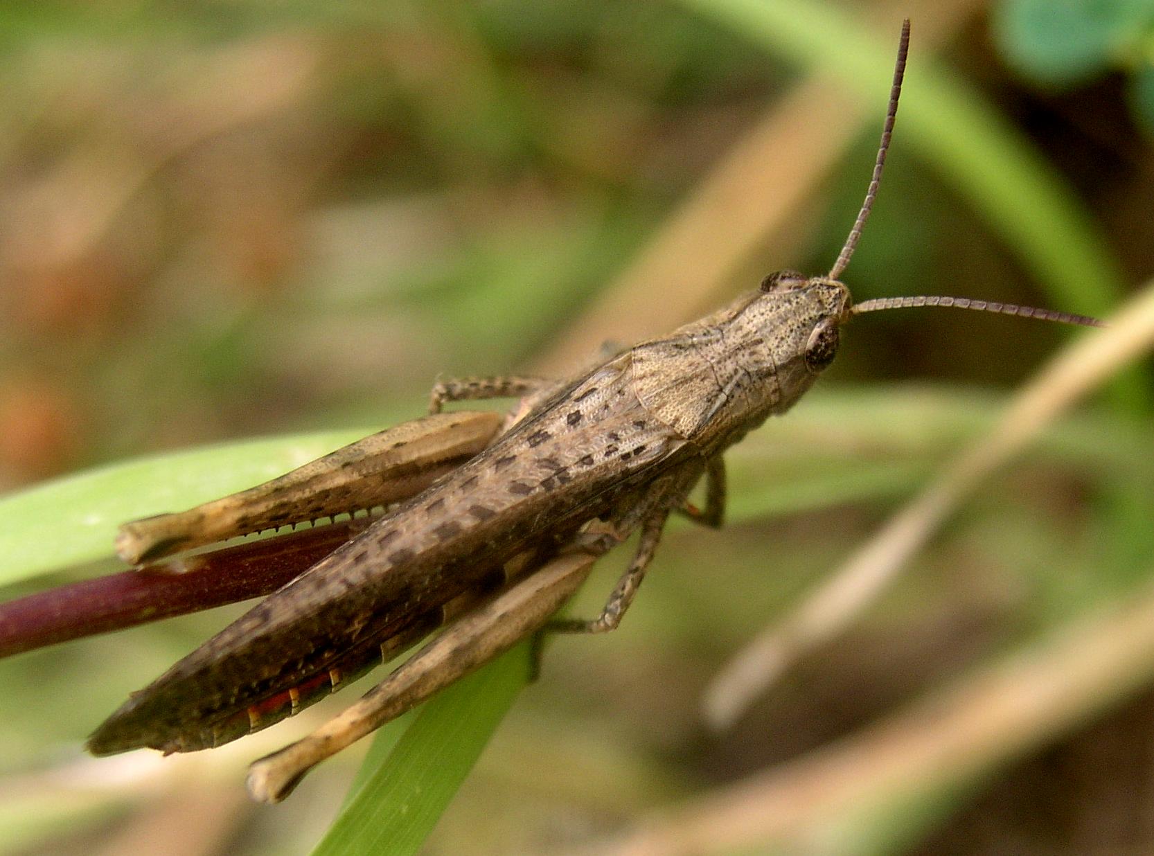 Metaplastes sp. (Phaneropteridae)