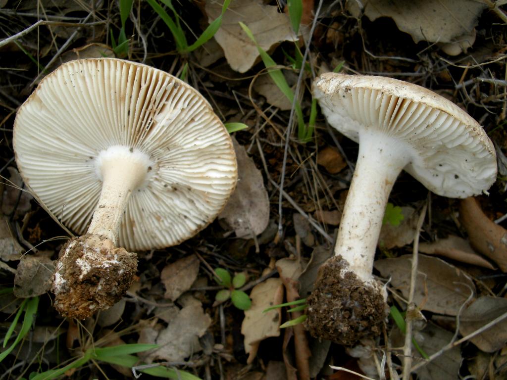 Amanita curtipes