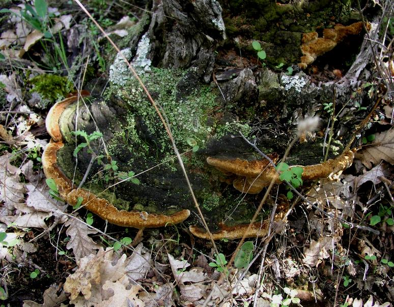 Due lignicoli (Chondrostereum purpureum)