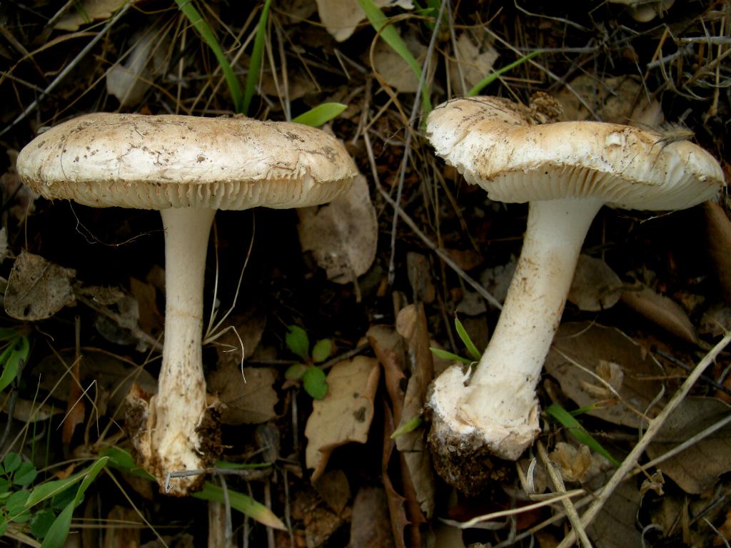 Amanita curtipes