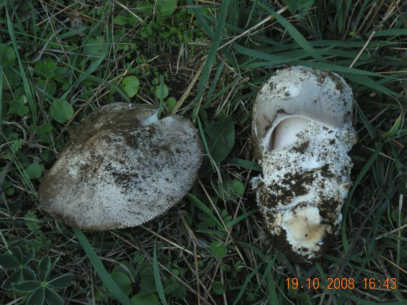 Amanita Silana