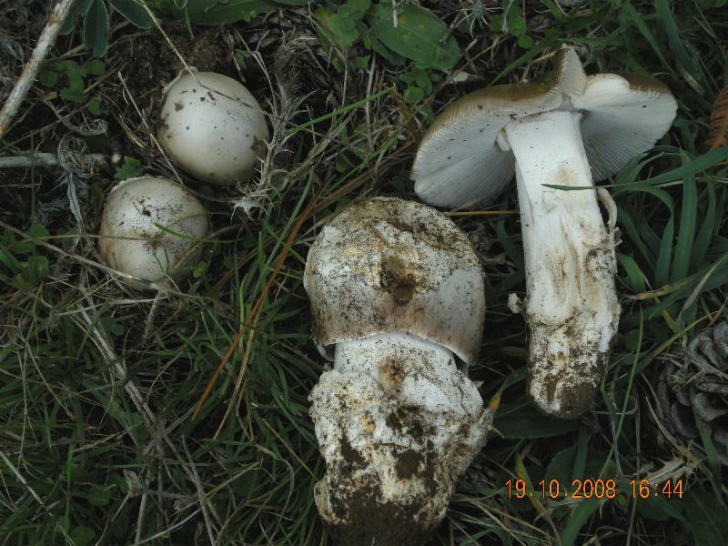 Amanita Silana