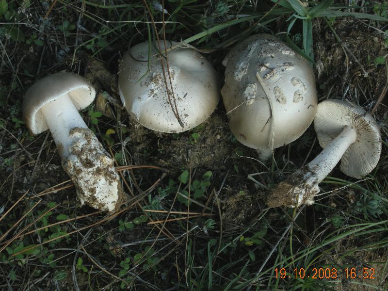 Amanita Silana