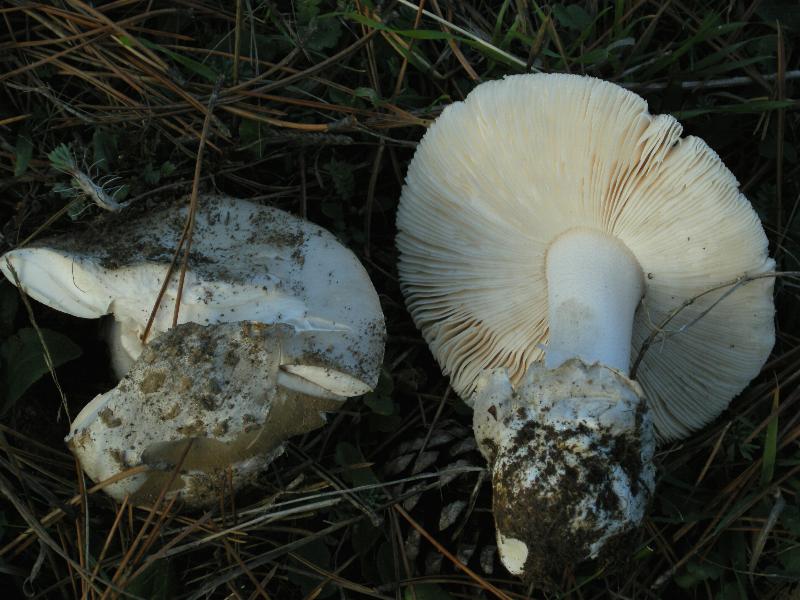 Amanita Silana