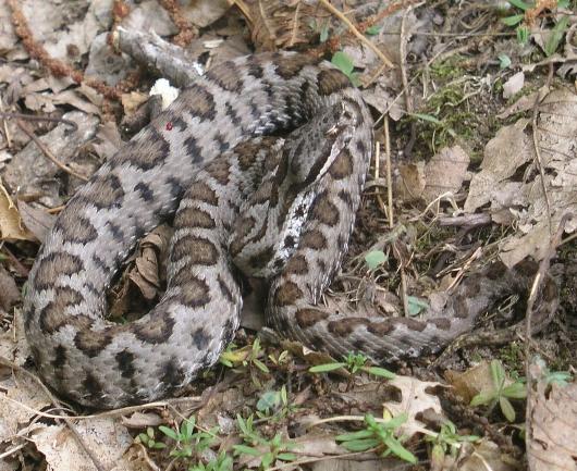 Andar per funghi/ Le vipere un rischio reale?