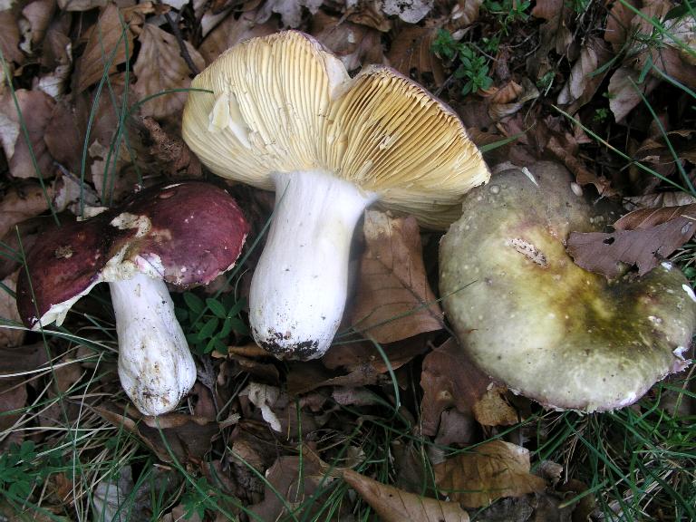 Qualche Russula