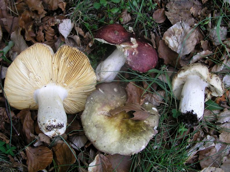 Qualche Russula