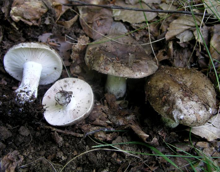 Qualche Russula