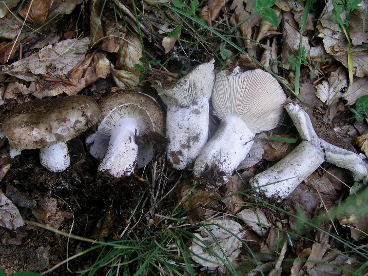 Qualche Russula