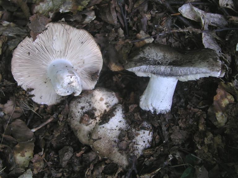 Qualche Russula