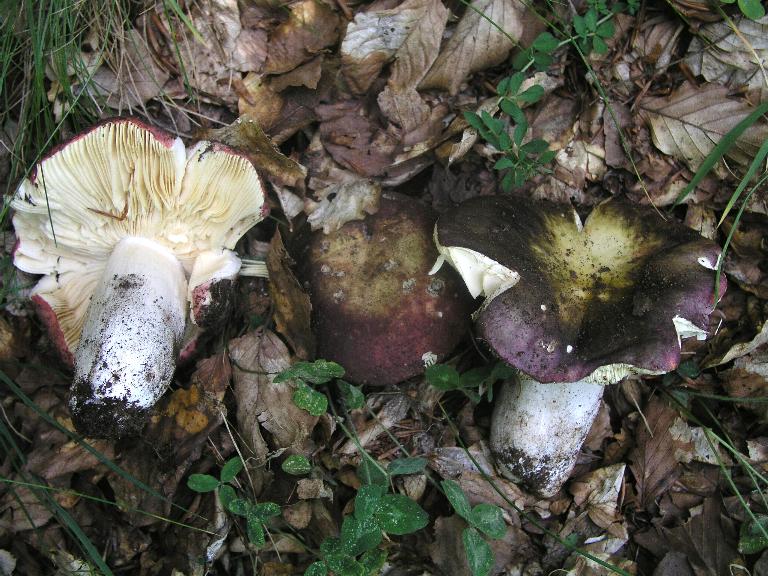 Qualche Russula