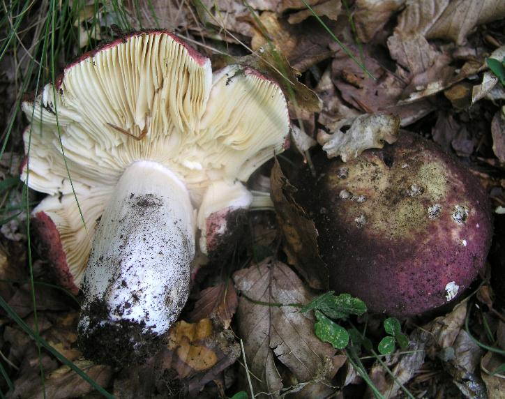 Qualche Russula