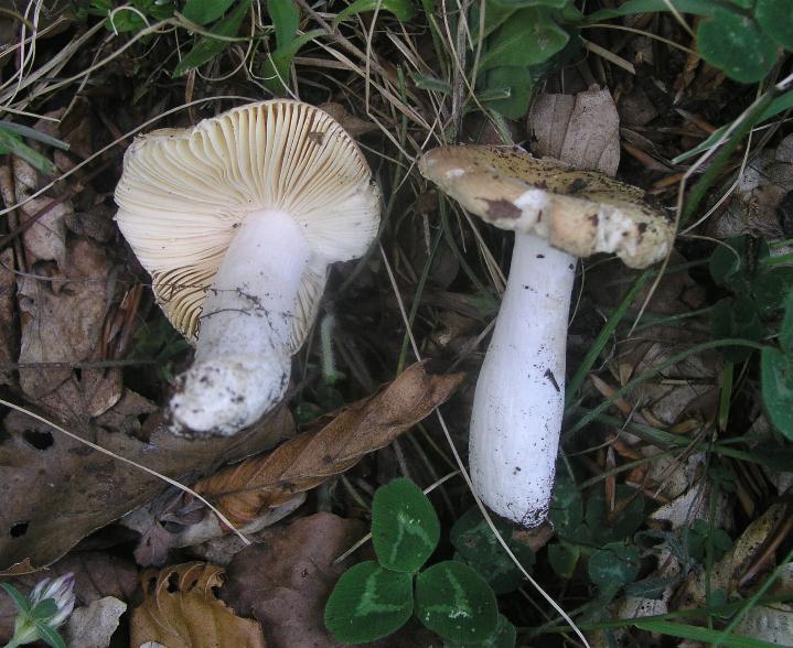 Qualche Russula