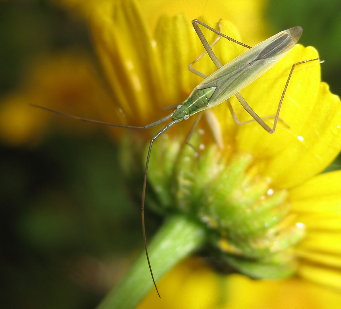 Megaloceroea recticornis (Miridae, Stenodemini)