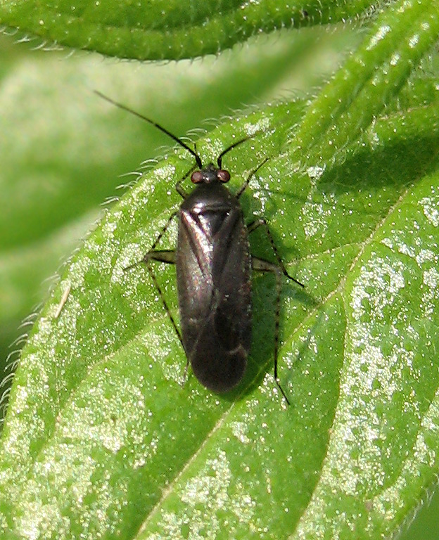 Plagiognathus arbustorum