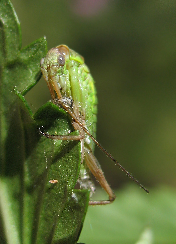 Uromenus (Bolivarius) elegans in muta