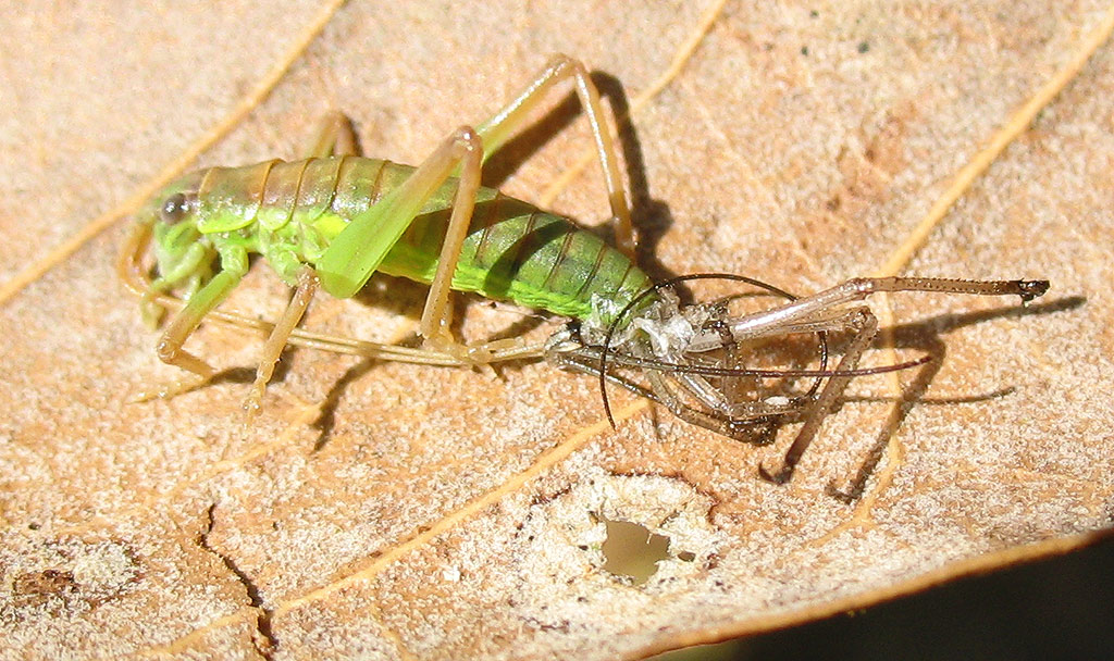 Uromenus (Bolivarius) elegans in muta