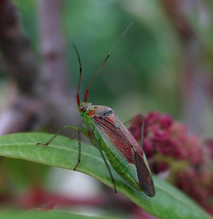 Closterotomus trivialis