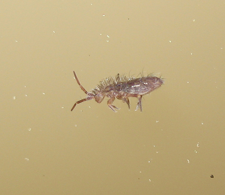 Collembola salvato