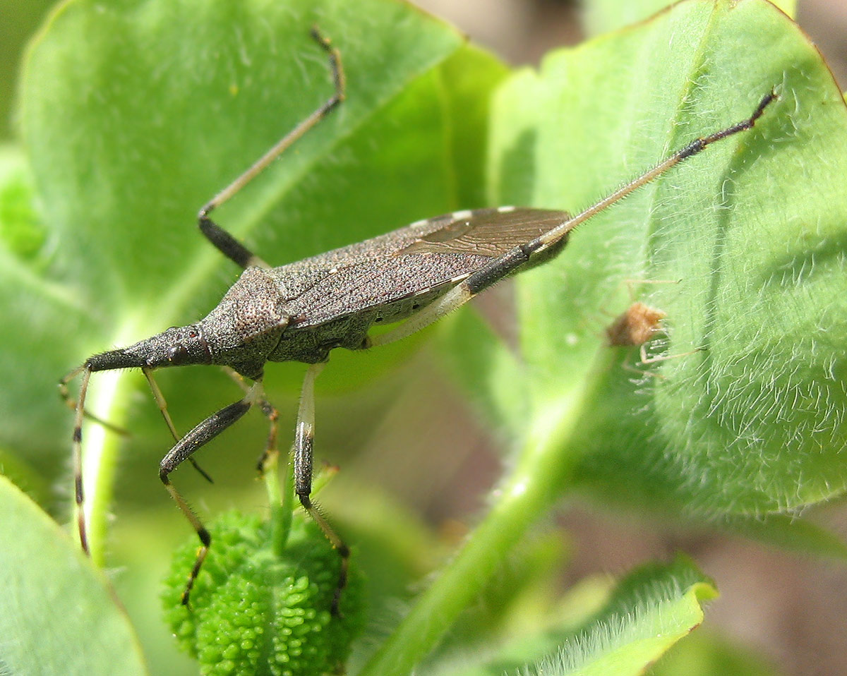 Dicranocephalus albipes (Stenocephalidae)