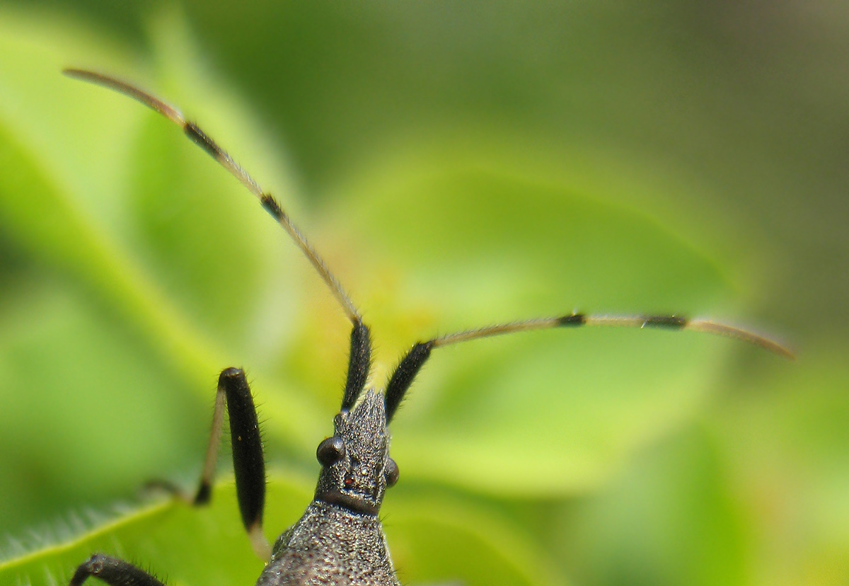 Dicranocephalus albipes (Stenocephalidae)