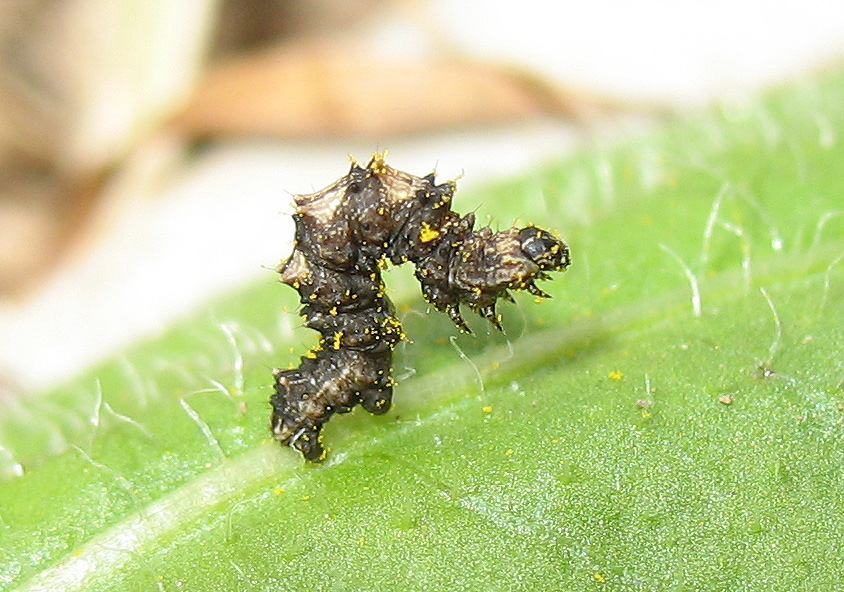 Bruco di Geometridae?