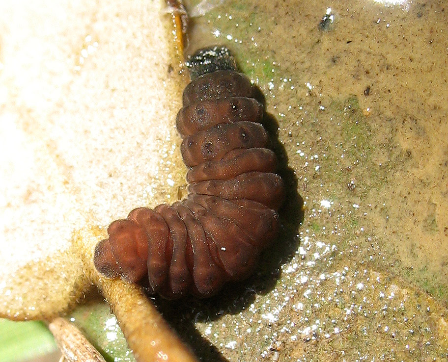 Larva di Coleottero Cantharidae