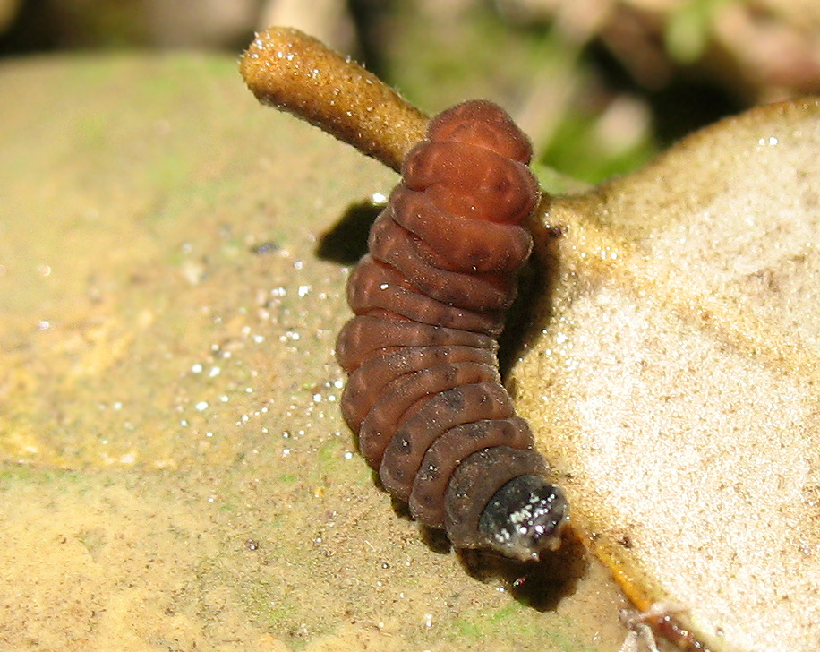 Larva di Coleottero Cantharidae