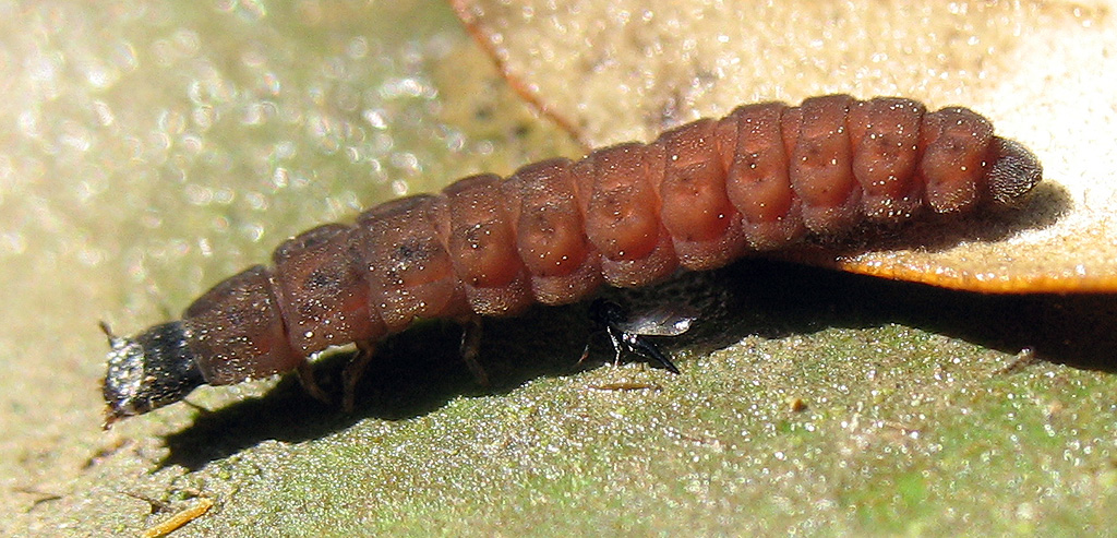 Larva di Coleottero Cantharidae