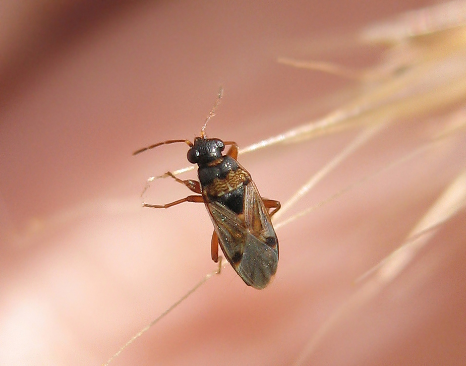 Ischnocoris flavipes