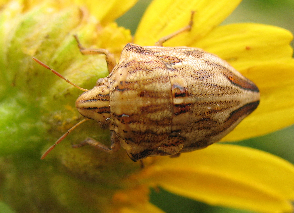 Odontotarsus purpureolineatus (Rossi 1790)