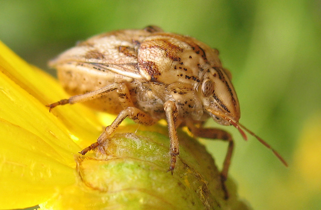 Odontotarsus purpureolineatus (Rossi 1790)