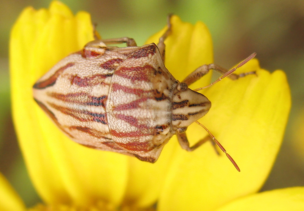 Odontotarsus purpureolineatus (Rossi 1790)