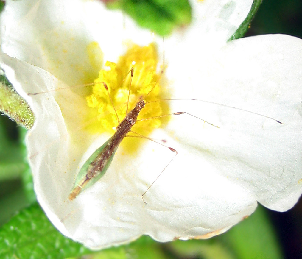 Berytidae: Apoplymus pectoralis all''Elba