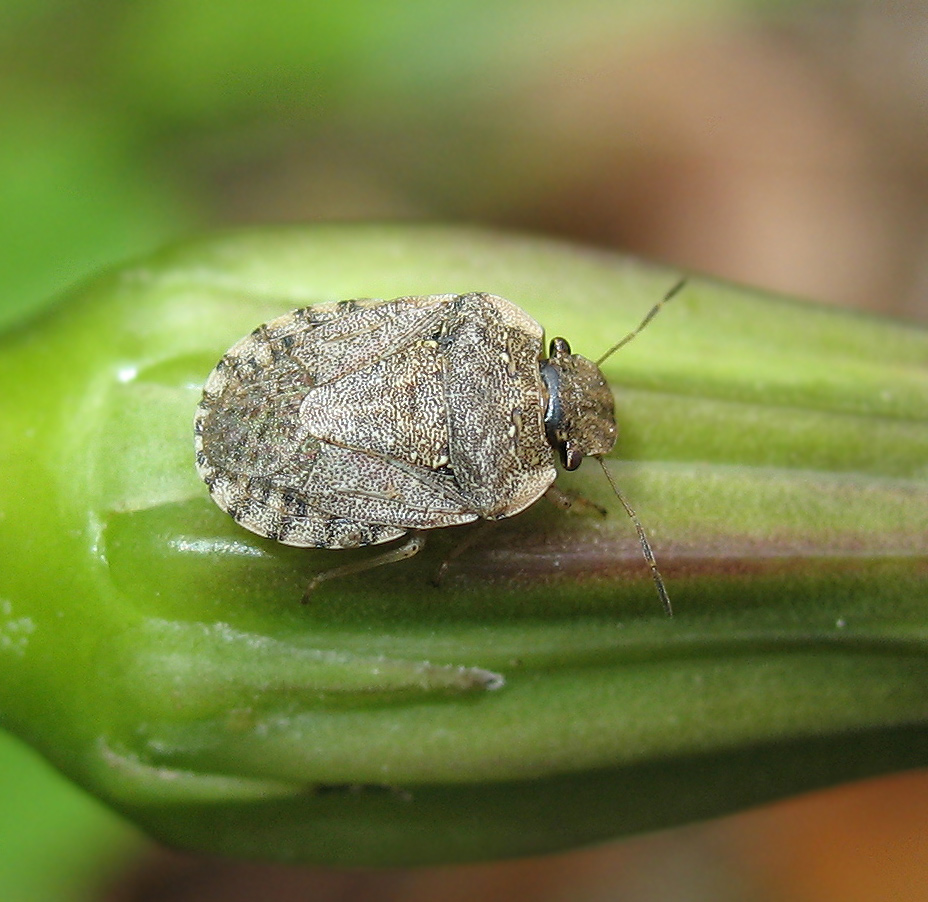 Sciocoris (Neosciocoris) maculatus