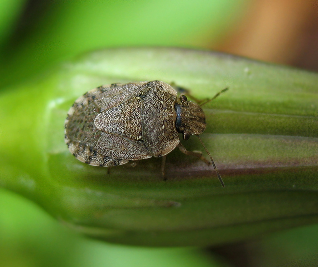 Sciocoris (Neosciocoris) maculatus