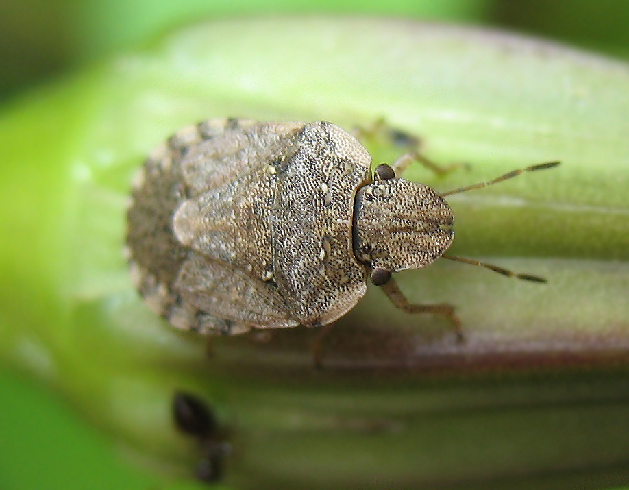 Sciocoris (Neosciocoris) maculatus