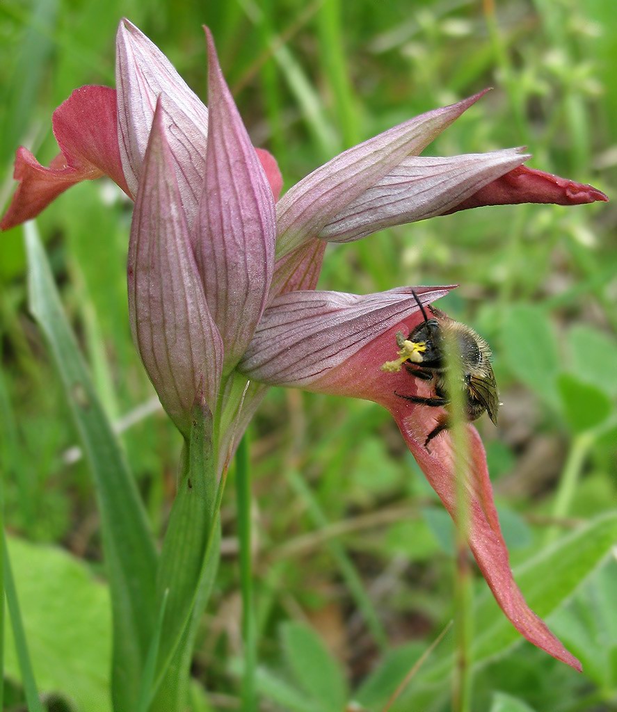 Impollinazione di Orchis papillonacea: Eucera cf. nigrescens